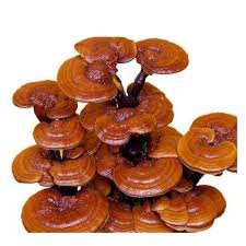 Ganoderma Mushroom
